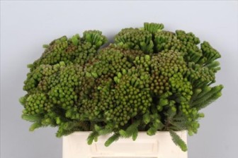 Brunia Albiflora Bunch 40cm