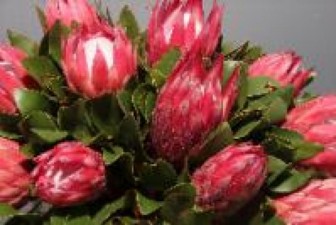 Protea Madiba 50cm