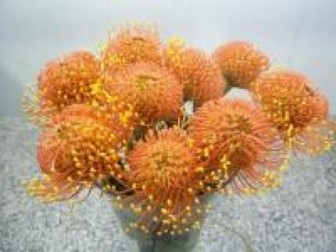 Leucospernum(pins) Gold Dust 50cm