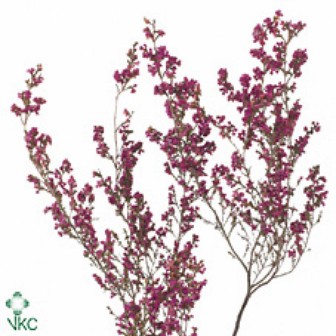 Erica Bicolor