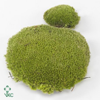 Leucobryum Glaucum