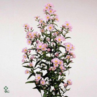 Aster Painted Lady 70cm 30gram