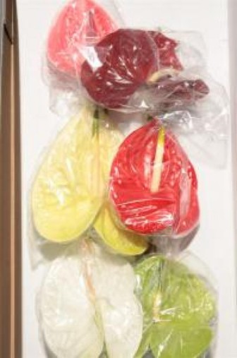 Anthurium Mixed 13Ø
