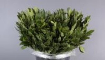 Laurel 80cm