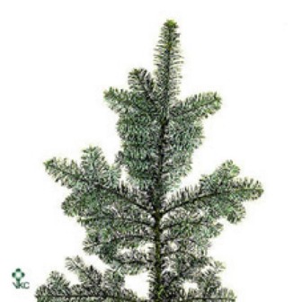 Abies Nobilis Blue