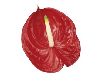 Anthurium Tropical 13Ø