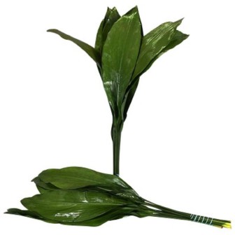 Aspidistra Leaves Bunch 60cm