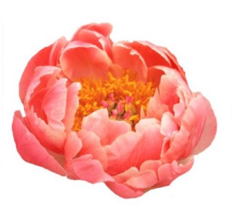 Paeonia Coral Charm 50cm
