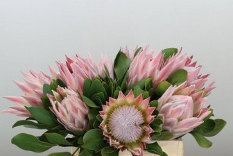 Protea Cynaroides 60cm