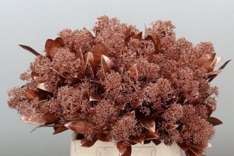 Dendrobium Red Bale 45cm