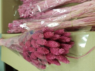 Limonium Saf Oshi Pink 50cm 20gram